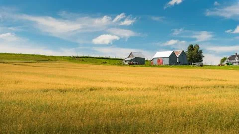 Fields of Gold Stock Photos