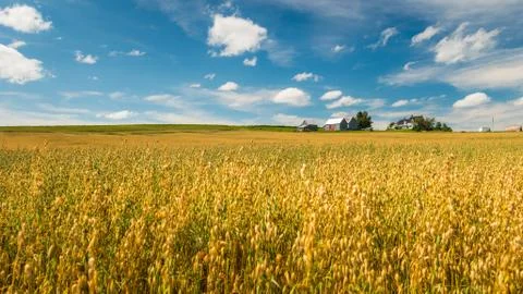 Fields of Gold Stock Photos