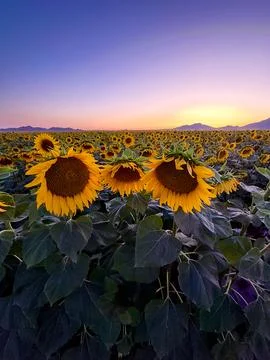 Fields of Gold Foto stock