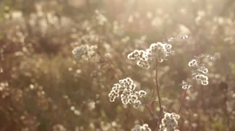 Fields of gold, prairie flowers Video stock 1061542