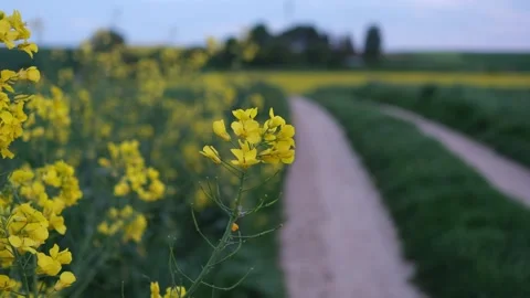 Fields of Gold: Rapeseeds in Bavaria Stock Footage 244717779