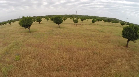 Fields of Gold with Trees (Rise) - Aerial Flight, Mallorca Stock Footage 38674869