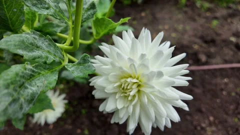 Fields of Golden Daffodils Stock Footage 289555217