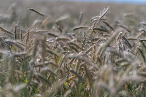 Fields of golden grain dance in the breeze as farmers gather the harvest on a Stock Photos