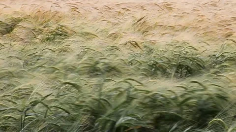 Fields of golden grain Stock Footage 45242071