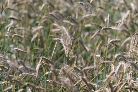 Fields of golden grass sway gently in the European breeze under a clear sky.. Stock Photos
