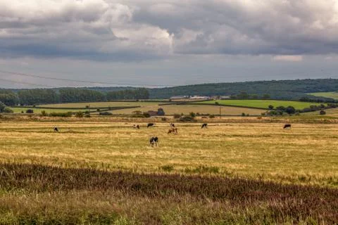 Fields of Golden pasture Stock Photos