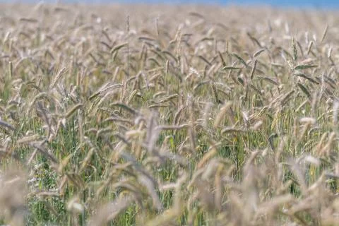 Fields of golden spikelets dancing gently under the warm European sun Stock Photos