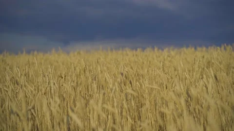 Fields of golden wheat, rye, cereals on a summer day. Rain storm clouds over the Stock-Footage 159292784