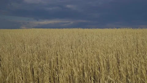 Fields of golden wheat, rye, cereals on a summer day. Rain storm clouds over the Stock Footage 160358660