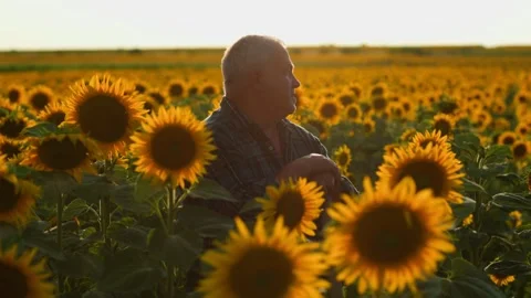 Fields of Grace Senior Farmer Reflection in Sunflowers Stock Footage 271231658