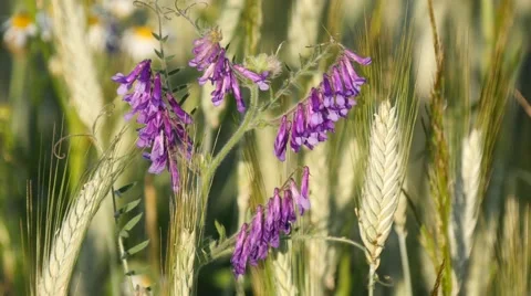 Fields of grain 스톡 동영상 68079208