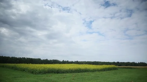 Fields with grain Stock Footage 84324274