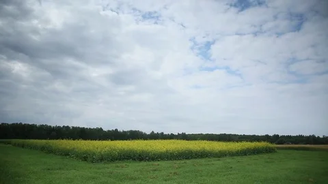 Fields with grain Stock Footage 84324333