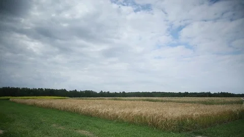 Fields with grain Stock Footage 84324355