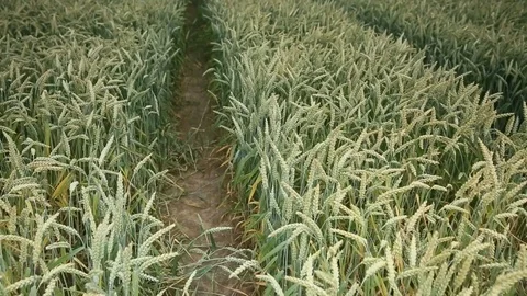 Fields with grain Stock Footage 84325006