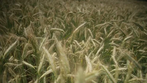 Fields with grain Stock Footage 84325013