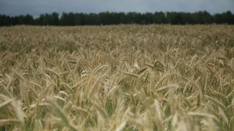 Fields with grain Stock Footage 84325048