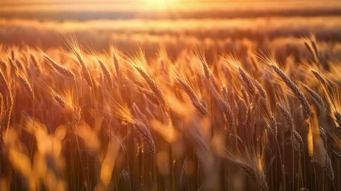 Fields Of Grain Static Shot At Sunset Stock Footage 286132674