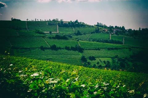 Fields of grape culture for wine making. Stock Photos