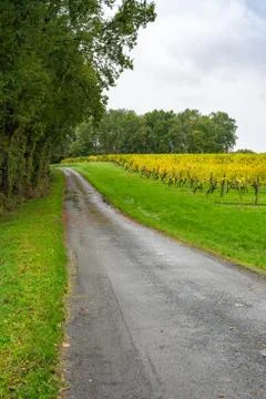 Fields with grape lash in the autumn. Stock Photos