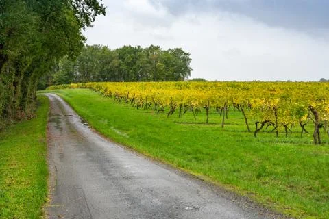 Fields with grape lash in the autumn. 스톡 사진