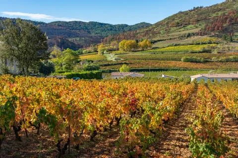 Fields with grape lash in the autumn. 스톡 사진