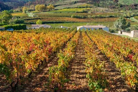Fields with grape lash in the autumn. Foto stock