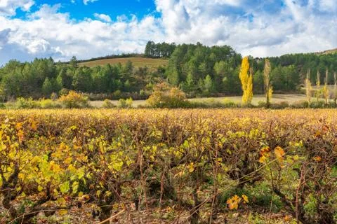 Fields with grape lash in the autumn. Stock Photos