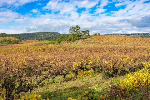 Fields with grape lash in the autumn. Foto stock
