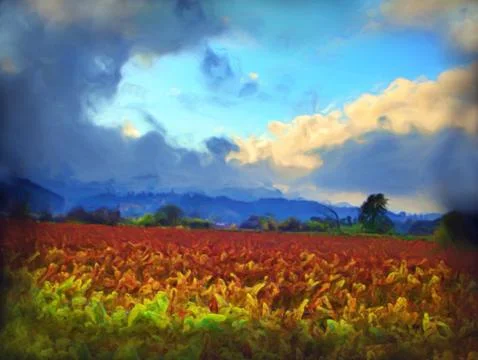 The Fields of Grapes in Napa Valley Stock Illustration