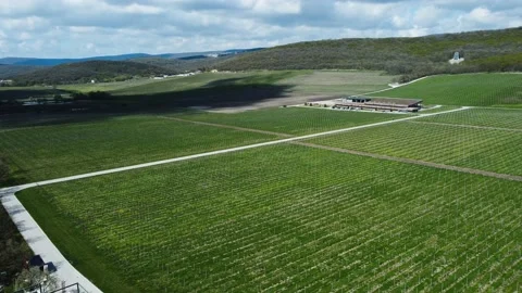 Fields of grapes shooting with a drone Stock Footage 185608494