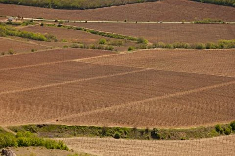 Fields with grapevine Stock Photos