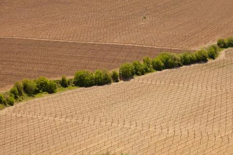 Fields with grapevine Stock Photos