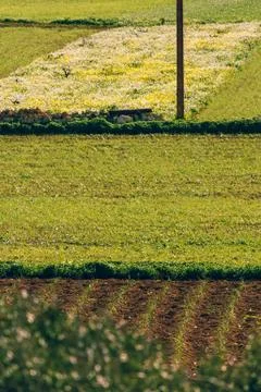 Fields of grass, linear composition, on the outskirts of Mellieha, Malta 库存照片