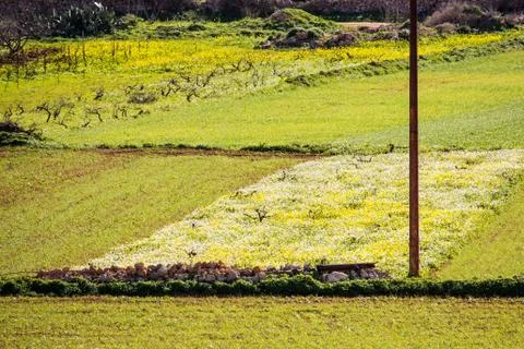 Fields of grass, linear composition, on the outskirts of Mellieha, Malta Stock Photos