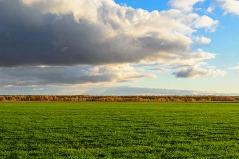 Fields with green crops under the bright sun Stock Photos