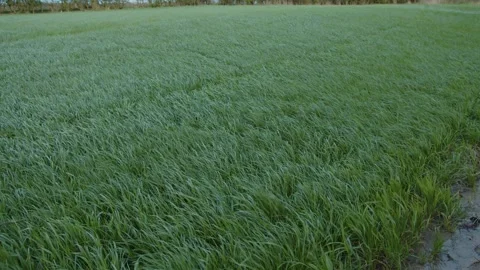 Fields of green grass moving in the wind at dust, Yorkshire, England Stock Footage 291871080