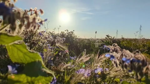 Fields of green grass overlook the countryside. Stock Footage 241367126