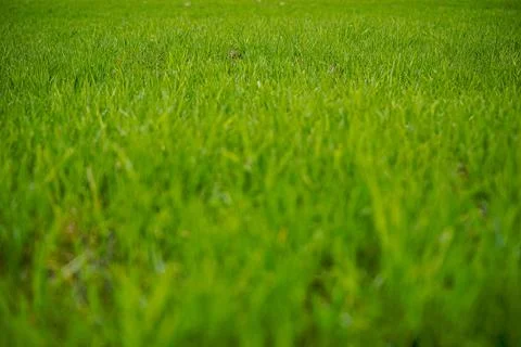 Fields of green grass in spring, grassy fields Stock Photos