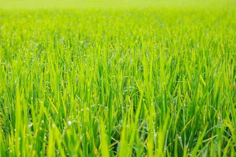 Fields of green Stock Photos