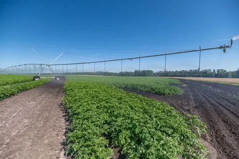 Fields of green potatoes thrive under a bright blue sky in a sunny summer d.. Stock Photos