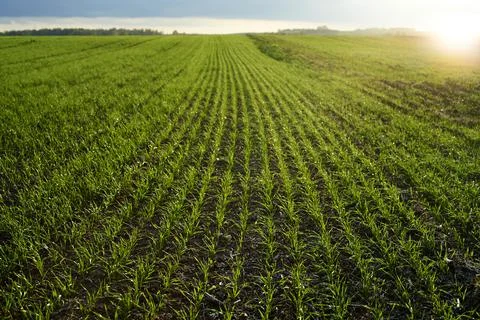 Fields of green. Selective focus on growing sprouts in sunset background. Stock Photos