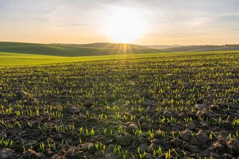 Fields of Green Sprouts Growing Under the Sun at Dawn in a Rural Area With .. Stock Photos