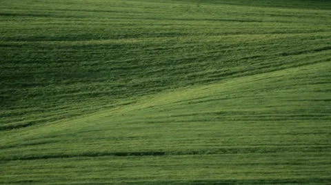 Fields of green wheat ears Stock Footage 20977408