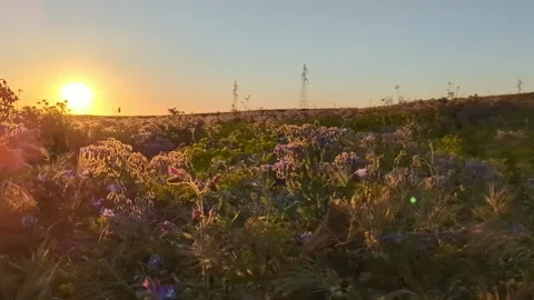 Fields of green wheat grass overlook the countryside 스톡 동영상 241366568