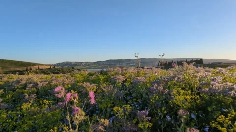 Fields of green wheat grass overlook the countryside. 스톡 동영상 241367212