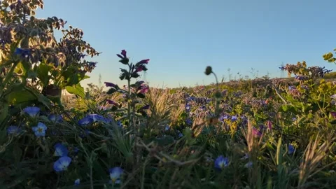 Fields of green wheat grass overlook the countryside. Видео 241368039