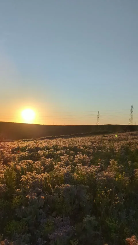 Fields of green wheat grass overlook the countryside. 스톡 동영상 241371659