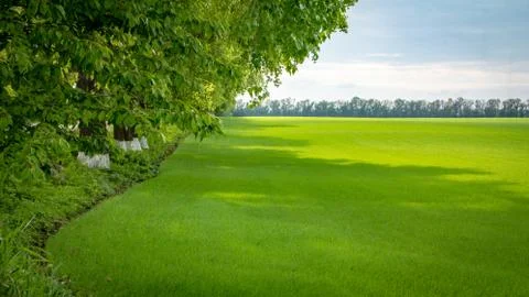 Fields with green wheat under a blue sky landscape Stock Photos